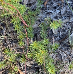 Pultenaea subspicata at Mount Gray Recreation Reserve, Goulburn - 30 Mar 2024 02:56 PM