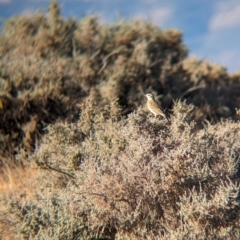 Anthus australis (Australian Pipit) at Port Augusta West, SA - 27 May 2024 by Darcy