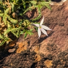 Isotoma petraea (Rock Isotome) at Whyalla Barson, SA - 28 May 2024 by Darcy