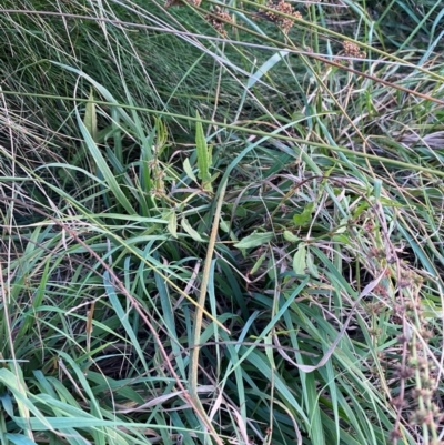 Rumex brownii (Slender Dock) at Garran, ACT - 31 Mar 2024 by Tapirlord