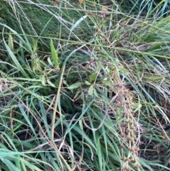 Rumex brownii at Garran, ACT - 31 Mar 2024