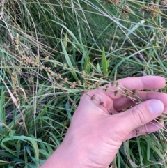 Rumex brownii at Garran, ACT - 31 Mar 2024