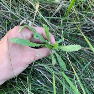 Senecio campylocarpus at Garran, ACT - 31 Mar 2024