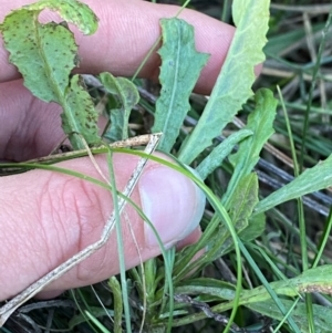 Senecio campylocarpus at Garran, ACT - 31 Mar 2024