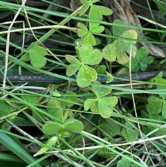 Oxalis perennans (Grassland Wood Sorrel) at Garran, ACT - 31 Mar 2024 by Tapirlord