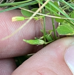 Oxalis perennans at Garran, ACT - 31 Mar 2024