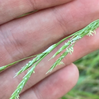 Glyceria australis (Australian Sweet-grass) at Garran, ACT - 31 Mar 2024 by Tapirlord