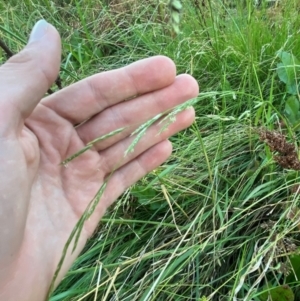 Glyceria australis at Garran, ACT - 31 Mar 2024