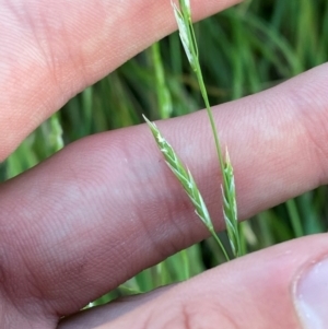 Glyceria australis at Garran, ACT - 31 Mar 2024