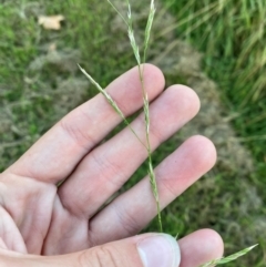 Glyceria australis at Garran, ACT - 31 Mar 2024