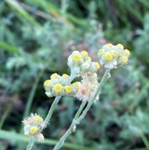 Pseudognaphalium luteoalbum at Garran, ACT - 31 Mar 2024