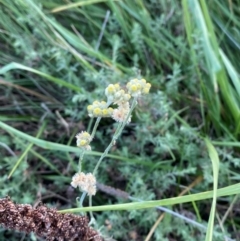 Pseudognaphalium luteoalbum at Garran, ACT - 31 Mar 2024