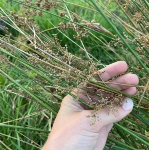 Juncus sarophorus at Garran, ACT - 31 Mar 2024 06:23 PM