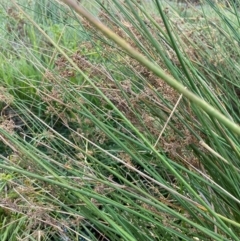 Juncus sarophorus at Garran, ACT - 31 Mar 2024 06:23 PM