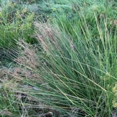 Juncus sarophorus at Garran, ACT - 31 Mar 2024 06:23 PM