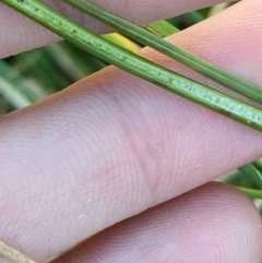 Juncus sarophorus at Garran, ACT - 31 Mar 2024 06:23 PM