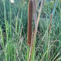 Typha orientalis (Broad-leaved Cumbumgi) at Garran, ACT - 31 Mar 2024 by Tapirlord