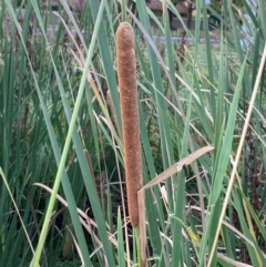 Typha orientalis at Garran, ACT - 31 Mar 2024 06:22 PM