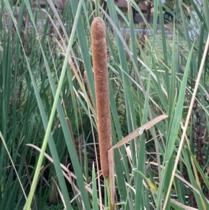 Typha orientalis at Garran, ACT - 31 Mar 2024 06:22 PM