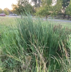 Typha orientalis at Garran, ACT - 31 Mar 2024 06:22 PM