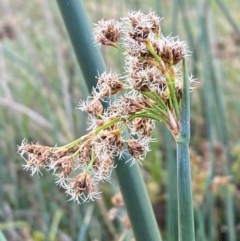 Schoenoplectus tabernaemontani (River Club-rush) at Garran, ACT - 31 Mar 2024 by Tapirlord