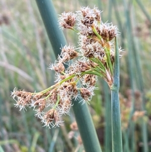 Schoenoplectus tabernaemontani at Garran, ACT - 31 Mar 2024