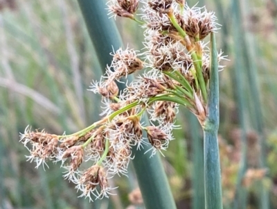 Schoenoplectus tabernaemontani (River Club-rush) at Garran, ACT - 31 Mar 2024 by Tapirlord