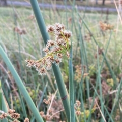 Schoenoplectus tabernaemontani at Garran, ACT - 31 Mar 2024