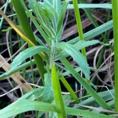 Epilobium hirtigerum (Hairy Willowherb) at Garran, ACT - 31 Mar 2024 by Tapirlord