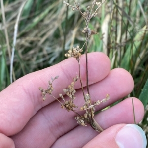 Juncus usitatus at Garran, ACT - 31 Mar 2024 06:18 PM