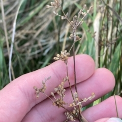 Juncus usitatus at Garran, ACT - 31 Mar 2024 06:18 PM