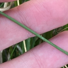 Juncus usitatus at Garran, ACT - 31 Mar 2024 06:18 PM