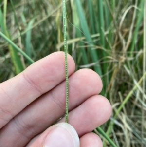 Juncus usitatus at Garran, ACT - 31 Mar 2024 06:18 PM