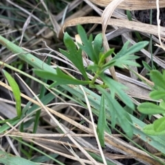 Haloragis heterophylla (Variable Raspwort) at Garran, ACT - 31 Mar 2024 by Tapirlord