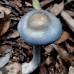 Cortinarius rotundisporus (Elegant Blue Webcap) at Box Cutting Rainforest Walk - 11 Jun 2024 by Teresa