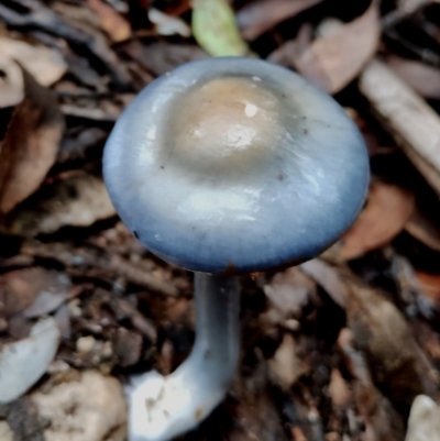 Cortinarius rotundisporus (Elegant Blue Webcap) at Box Cutting Rainforest Walk - 11 Jun 2024 by Teresa