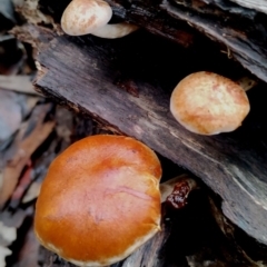 Gymnopilus sp. (Gymnopilus) at Box Cutting Rainforest Walk - 11 Jun 2024 by Teresa