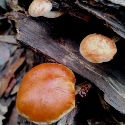 Gymnopilus sp. (Gymnopilus) at Box Cutting Rainforest Walk - 11 Jun 2024 by Teresa