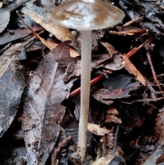 Oudemansiella gigaspora group (Rooting Shank) at Box Cutting Rainforest Walk - 10 Jun 2024 by Teresa