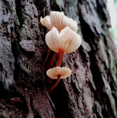 Collybia sp. (Collybia) at Bodalla State Forest - 11 Jun 2024 by Teresa