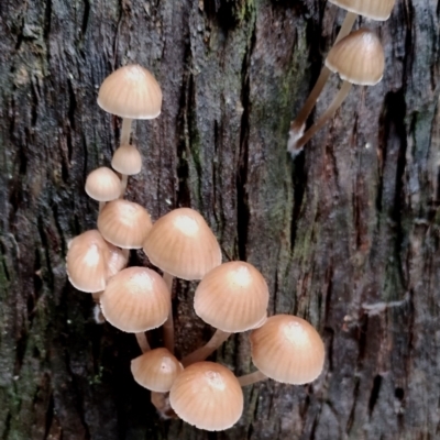 Mycena subgalericulata at Bodalla State Forest - 11 Jun 2024 by Teresa