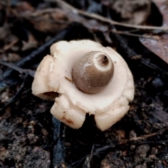 Geastrum triplex (Collared Earth Star) at Bodalla State Forest - 11 Jun 2024 by Teresa