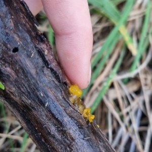 Gelatinous, on wood – genus uncertain at suppressed - suppressed