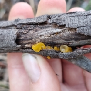 Gelatinous, on wood – genus uncertain at suppressed - suppressed