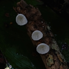 Chaetocalathus cheelii (Chaetocalathus cheelii) at Box Cutting Rainforest Walk - 11 Jun 2024 by Teresa