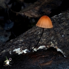 Marasmius sp. (Horse hair fungus) at Box Cutting Rainforest Walk - 11 Jun 2024 by Teresa