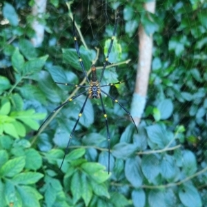 Trichonephila plumipes at Burnside, QLD - suppressed