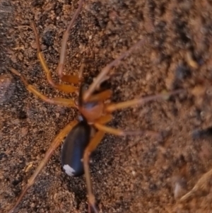 Lamponidae (family) at QPRC LGA - suppressed