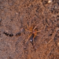 Lamponidae (family) at QPRC LGA - suppressed