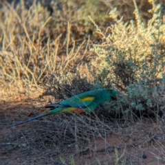 Psephotellus varius at Whyalla Barson, SA - 28 May 2024 03:37 PM